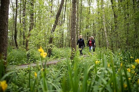Alsumspskogen vid Alsingan. Tre personer som vandrar på träspången.