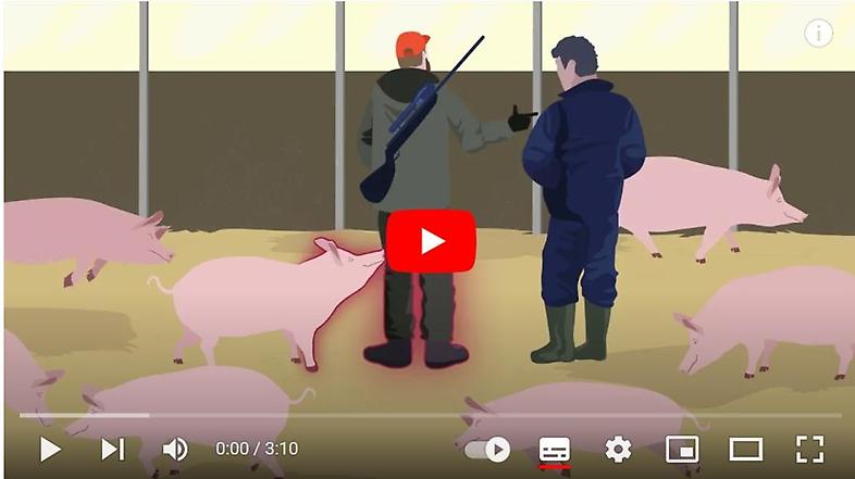 Startbild till film om afrikansk svinpest. Tecknad bild på två personer i en ladugård samt grisar.