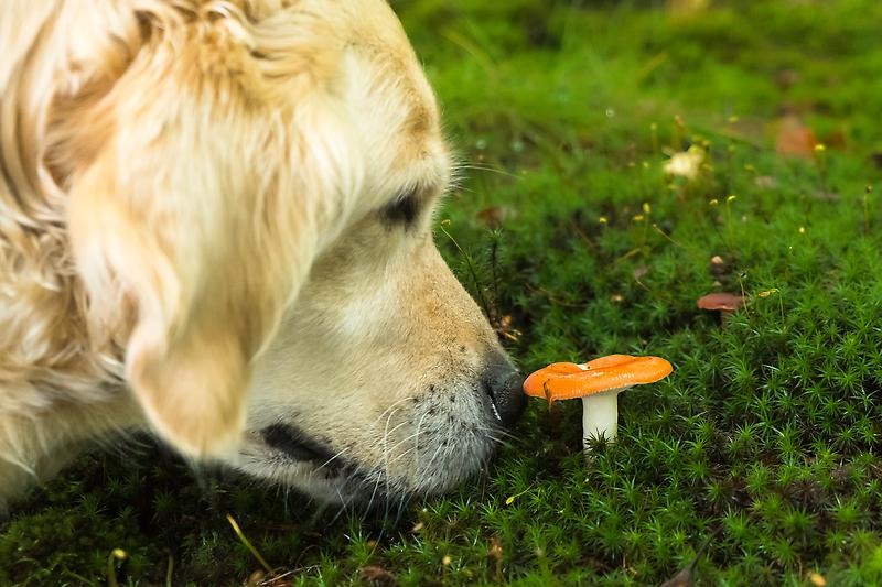 Närbild på en Golden Retriever som luktar på en svamp.