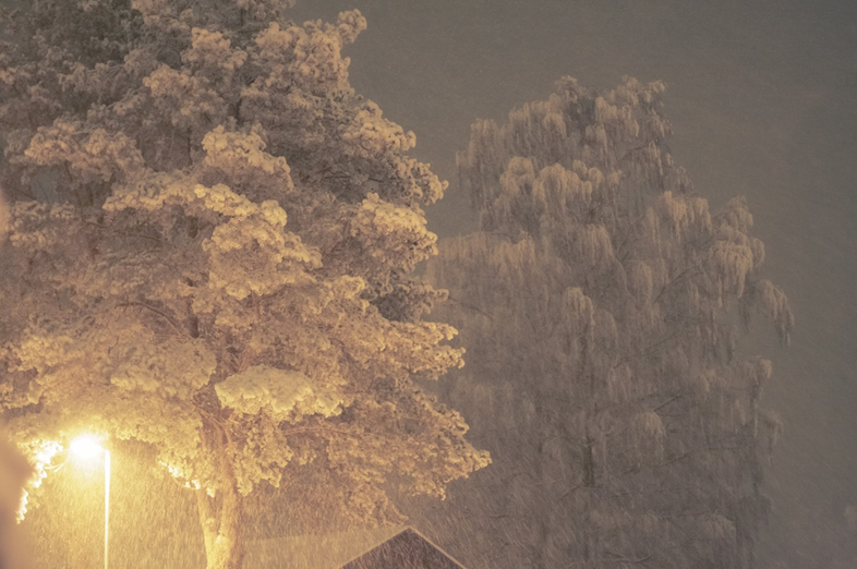 Träd täckta av snö och upplysta av en gatulampa