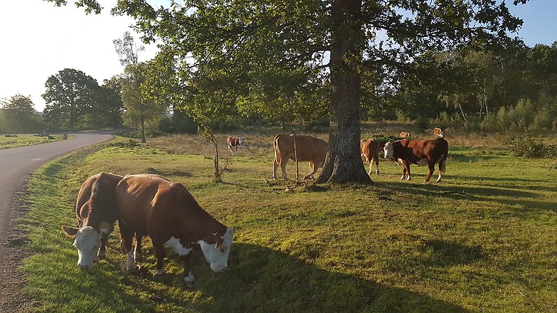 Kor som betar på det 80 hektar stora Lörupsbetet på Hovdala.