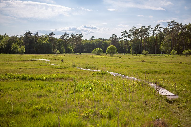En bild som visar en spång som slingrar sig fram över en grön mosse där skogen syns i bakgrunden.