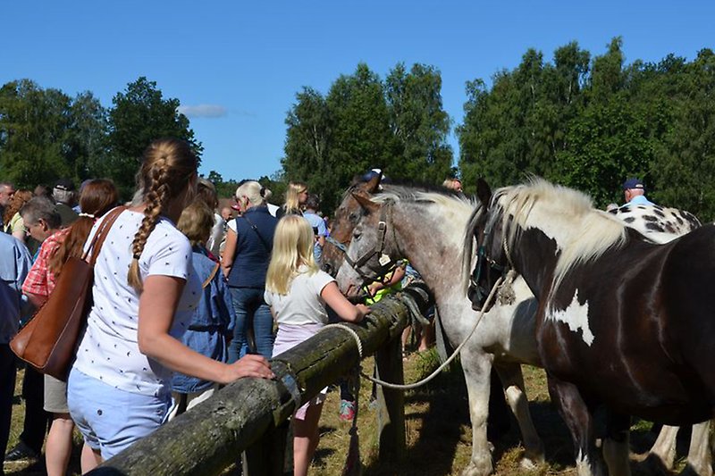 Människor och hästar på Hästveda marknad en solig dag