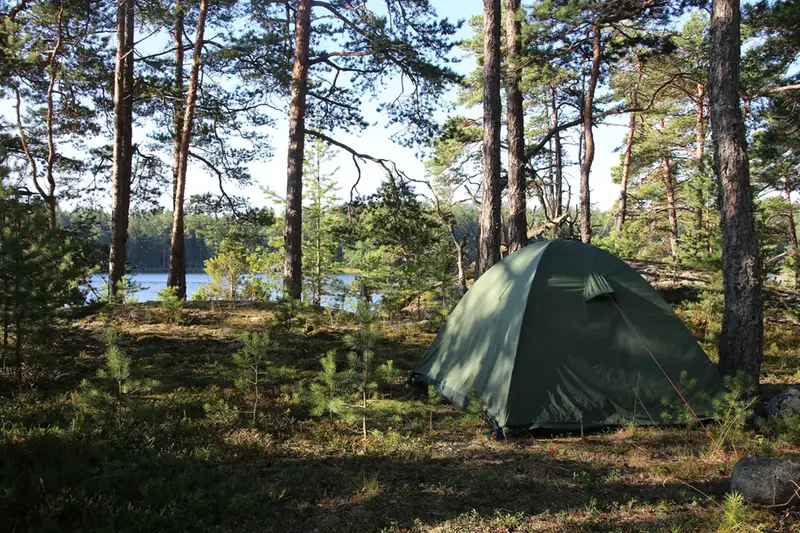 Ett tält i en tallskog.